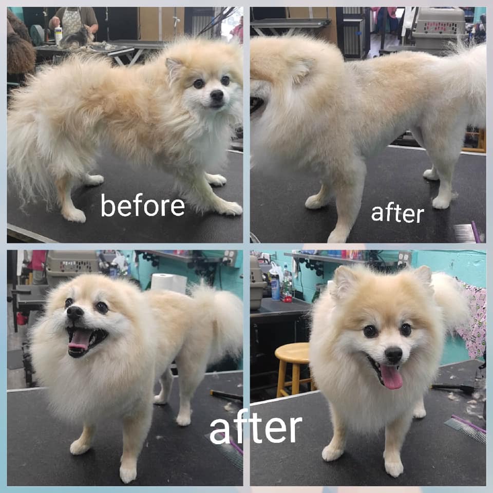 before and after dogs